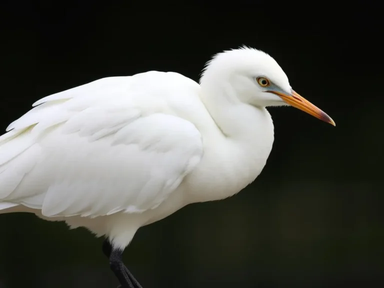 All White Bird Spiritual Meaning: Unlocking the Secrets of Purity and Enlightenment