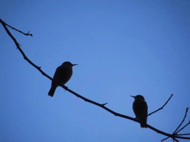 Birds Chirping at Night: Unveiling the Spiritual Meaning