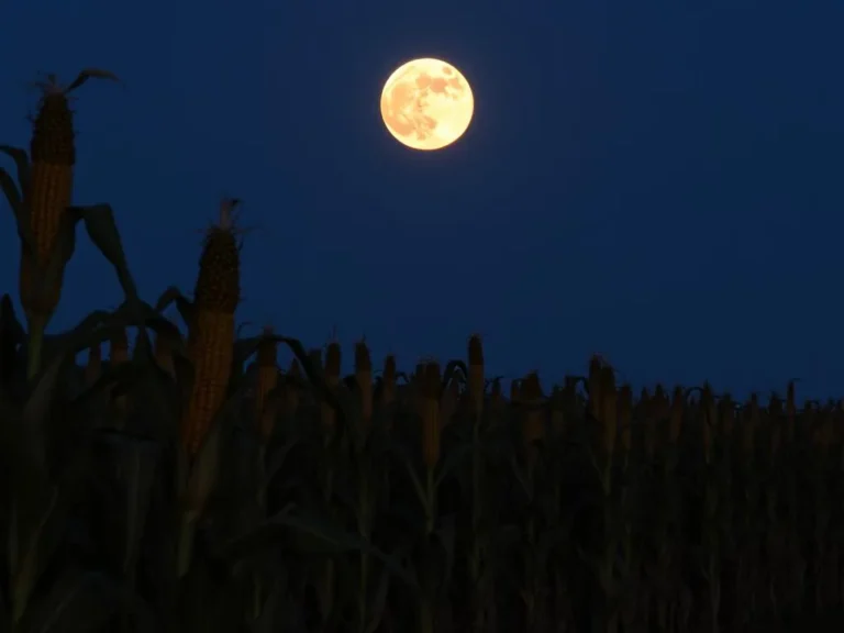 Corn Harvest Moon: Unlocking the Spiritual Significance of this Celestial Event