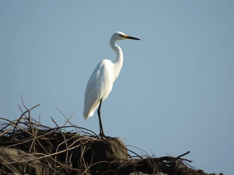 Egret Spiritual Meaning: Unlocking the Essence of Purity and Transformation