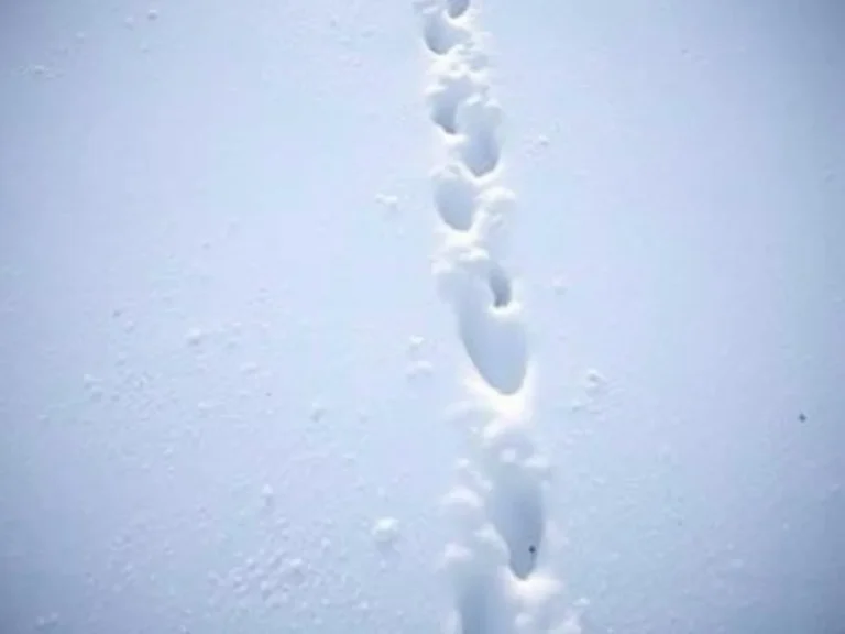 Footprints in the Snow: A Spiritual Journey of Reflection and Renewal