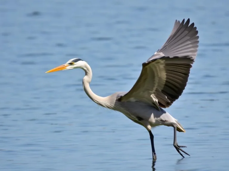 Heron Spiritual Meaning: Unveiling the Profound Insights of this Majestic Bird