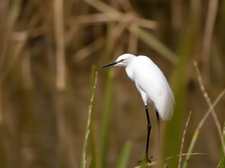 The Spiritual Meaning of the Little Egret: A Symbol of Purity and Transformation