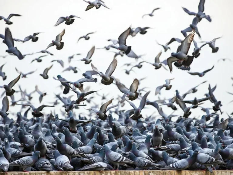 Lots of Pigeons Spiritual Meaning: Unlocking the Symbolic Power of These Fascinating Birds