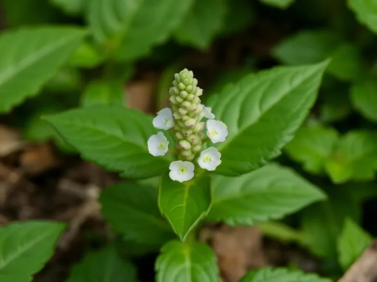 Lungwort Spiritual Meaning: Unlocking the Secrets of this Mystical Plant