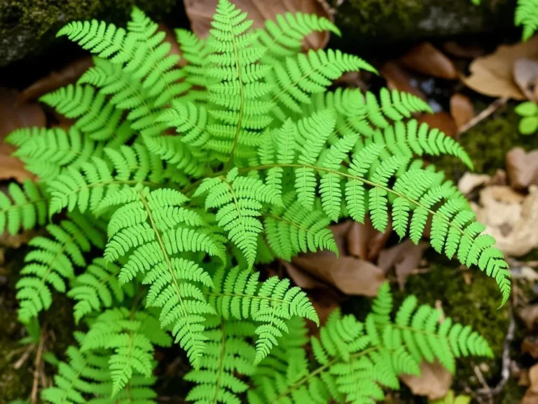 Maidenhair Fern Spiritual Meaning: Uncovering the Secrets of this Enchanting Plant