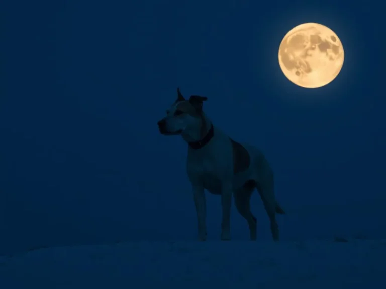 Moon Dog Spiritual Meaning: Uncovering the Mystical Connection