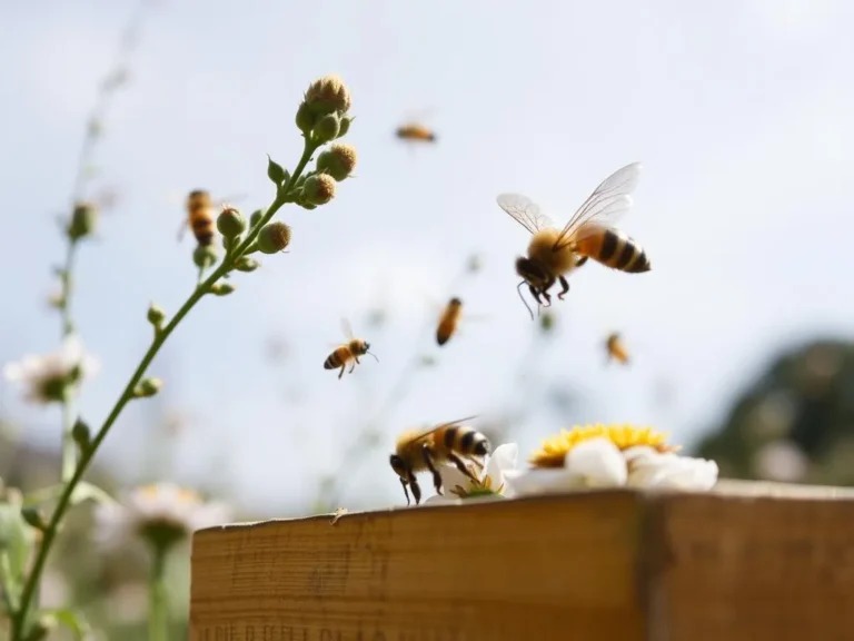 Seeing Bees: The Spiritual Meaning and Significance