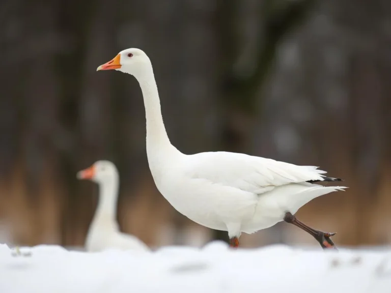 The Profound Spiritual Meaning of the Snow Goose