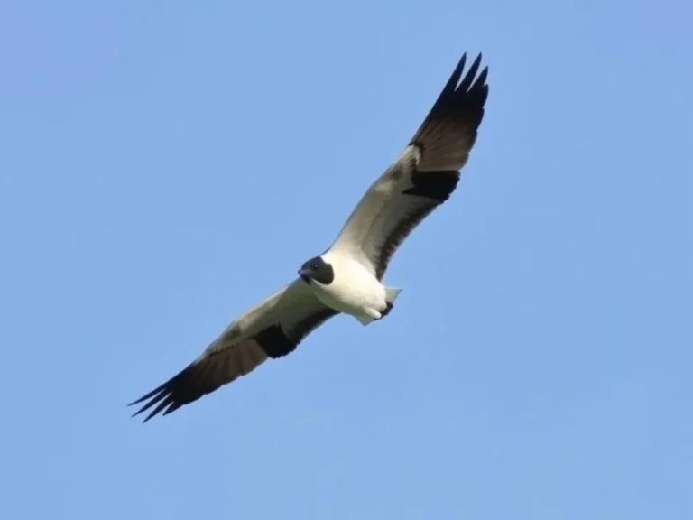 Swallow-Tailed Kite Spiritual Meaning: Soaring Through the Realms of the Divine