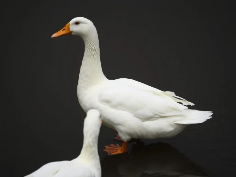 White Duck Spiritual Meaning: Unlocking the Symbolic Power of this Majestic Bird