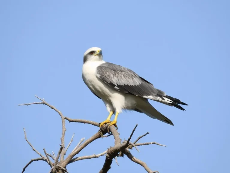 White Tailed Kite Spiritual Meaning: Unlocking the Secrets of this Majestic Bird