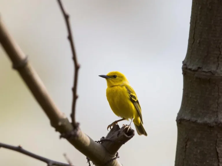 The Spiritual Meaning of the Yellow Bird: Unlocking the Secrets of Nature’s Vibrant Messenger